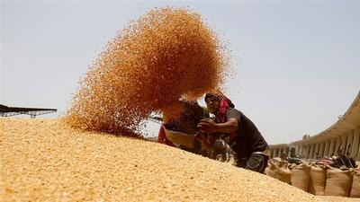 ثبات نسبی قیمت جهانی ذرت و گندم، افزایش شاخص قیمت دانه‌های روغنی در اکتبر ۲۰۲۵