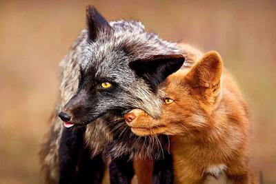  برترین شاهکارهای عکاسی حیات‌وحش ۲۰۲۵ + عکس