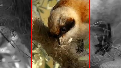  فیلم شاهکار معماری پرنده در دل طبیعت