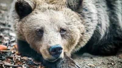 زندگی در نزدیکی انسان ها، خرس ها را کوچک تر و آرام تر کرده است