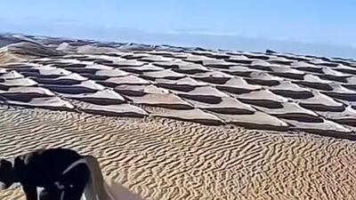  دیوارهای نامرئی در دل بیابان / شن با شن مهار می‌شود + فیلم
