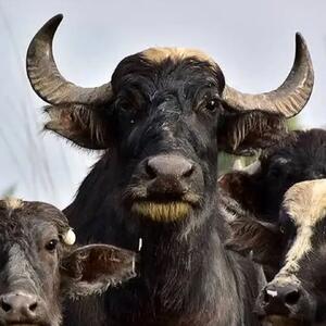  از حمله گاومیش به ماشین تا زیبایی های حیات وحش