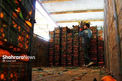 قیمت امروز میوه و تره بار در مشهد (۱۶ دی ۱۴۰۴) | کاهش قیمت نارنگی