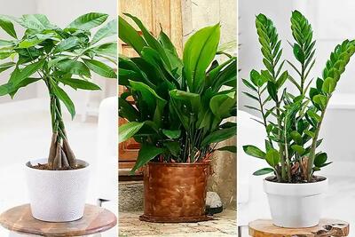  گیاهان آپارتمانی مقاوم؛ نیاز نوری؟ سر سوزن، آبیاری؟ دو هفته یه بار، مخصوص تنبل ها