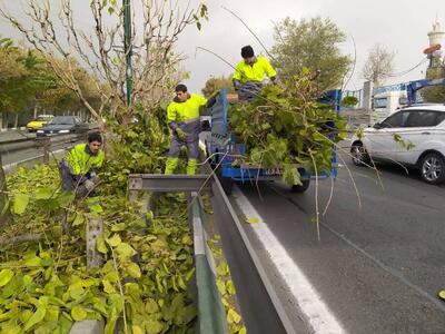 طبیعت‌درمانی زمستانی درختان در منطقه یک تهران انجام شد