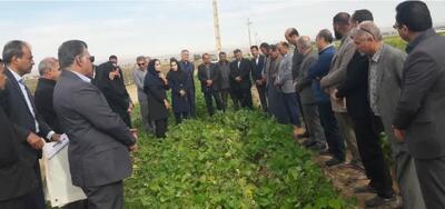  تمرکز بر روش‌های پایدار مبارزه با انگل گل جالیز در طرح پایلوت کشوری دهلران