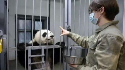  پاندای معروف‌ «کاتیوشا» از باغ وحش مسکو در حال حاضر بیش از 80 کیلوگرم وزن دارد و در حال پیشرفت در تمرینات جسمانی است.