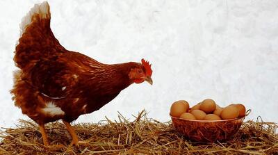 گرانی دو قلم کالا صدای المیرا شریفی مقدم را هم درآورد