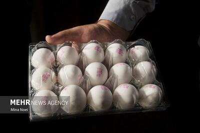  پیش‌بینی قیمت تخم‌مرغ امروز 16 دی ماه