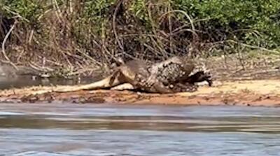 شکار شگفت انگیز تمساح توسط جگوار