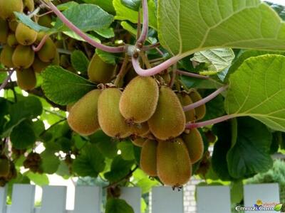 ایران رتبه پنجم تولید کیوی جهان