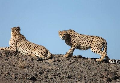 یوز آسیایی هنوز نفس می‌کشد/ مشاهده 2 قلاده یوز جدید در توران فیلم - تسنیم