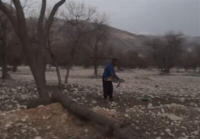 دستگیری متخلفان قطع درختان بلوط در دشت‌برم کازرون - تسنیم