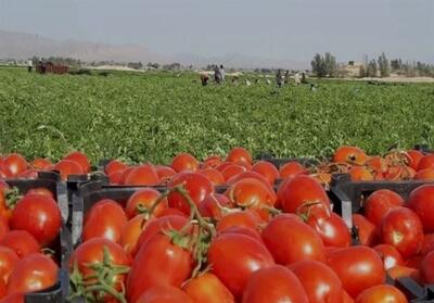 برداشت روزانه تا 2000 تن گوجه‌فرنگی از مزارع شهرستان دیر - تسنیم