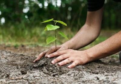 نهال‌های بومی گیلان به دست مردم سپرده می‌شود - تسنیم