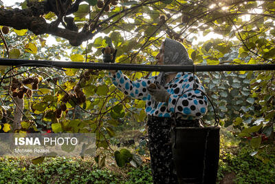 باغ‌های کیوی غرب مازندران؛ کار، معیشت و برداشت محصول