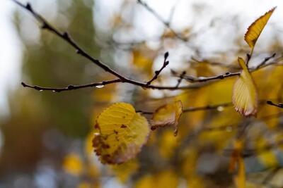 پایتخت شنبه بارانی می‌شود