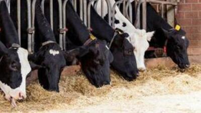 حفظ سرمایه دامی و افزایش بهره‌وری اولویت اصلی کشور است