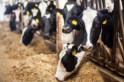 قیمت نهاده‌های دامی ۳ برابر افزایش یافت