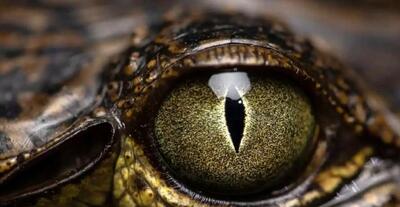  کشف ماری با چشمان عجیب در جنگل‌های گینه نو