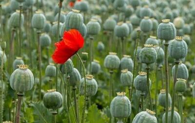 ضرورت قانونی شدن کشت خشخاش از زبان طراح آن