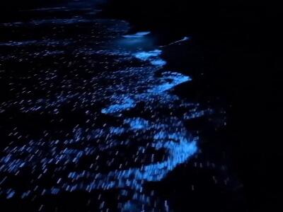 فیتوپلانکتون های جزیره هنگام