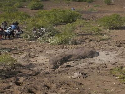 عملیات نفس‌گیر نجات فیل گرفتار در گل و لای