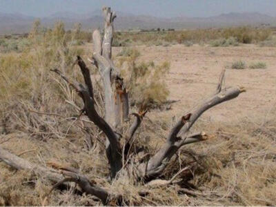 دیوار سبز سرخس زیر تیغ قاچاق