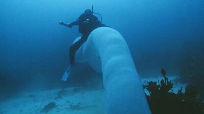 درازترین موجود کره زمین / جانور ۴۵ متری که شاید چیزی درباره‌اش نشنیده‌اید(+عکس)