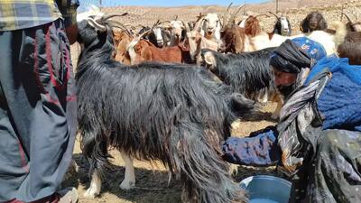 تهیه پنیر با شیر بز هنر بانوان عشایر ایران