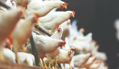 قیمت جدید مرغ در بازار مصوب اتحادیه مرغداران