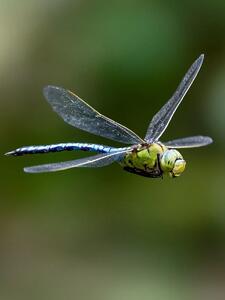  18 عکس خاص از حیات‌وحش که کاربران را شگفت‌زده کرد