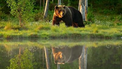 «نبرد توانمندی‌های حیوانات» در شبکه مستند