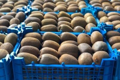  صادرات ۲۵ هزار تنی کیوی و ۳۵ هزار تنی مرکبات مازندران به بازارهای جهانی