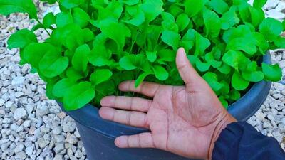  از یک دانه کوچک تا برداشت آرگولا تازه: راهنمای کامل پرورش آرگولا در خانه و کوددهی طبیعی