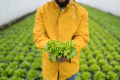  علت زرد شدن برگ کاهو چیست؟