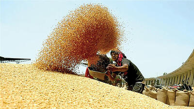 ثبات نسبی قیمت جهانی ذرت و گندم