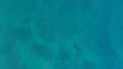 حتی بزرگ‌ترین شکارچیان اقیانوس هم از نهنگ‌های قاتل می‌ترسند!