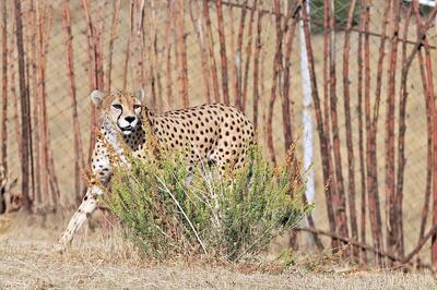 پلنگ شهمیرزاد با ردیاب در طبیعت