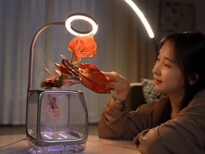  کاشت گیاه بدون گلدان؛ بدون خاک و آب، ریشه‌ها جلوی چشمت نفس می‌کشند!