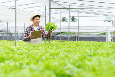  دلایل زرد شدن برگ کاهو