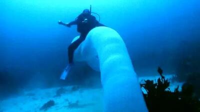 کشف درازترین موجود زنده در اعماق اقیانوس