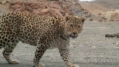 حضور پلنگ ایرانی ماده در پناهگاه حیات وحش بهاباد