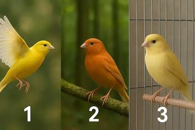  تست شخصیت شناسی | با انتخاب یک قناری بفهمید چقدر انرژی مثبت دارید!