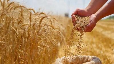 قیمت خرید تضمینی گندم اصلاح می شود