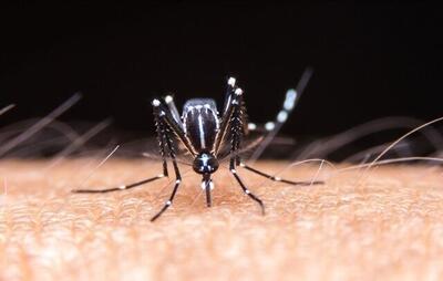  قایق رهاشده به کانون پنهان تکثیر پشه آئدس تبدیل می‌شوند