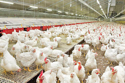  رئیس هیئت مدیره مرغداران گوشتی کرمانشاه: حذف ارز ترجیحی رانتِ بازار مرغ را از بین می‌برد