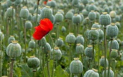 ضرورت قانونی شدن کشت خشخاش از زبان طراح آن