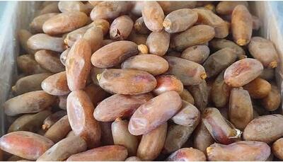  صادرات ۳۰۰۰ تُن خرمای شاهانی جهرم به هند