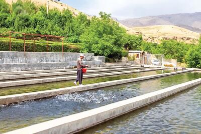  «ماهی‌ها» محرک موتور اشتغال لرستان